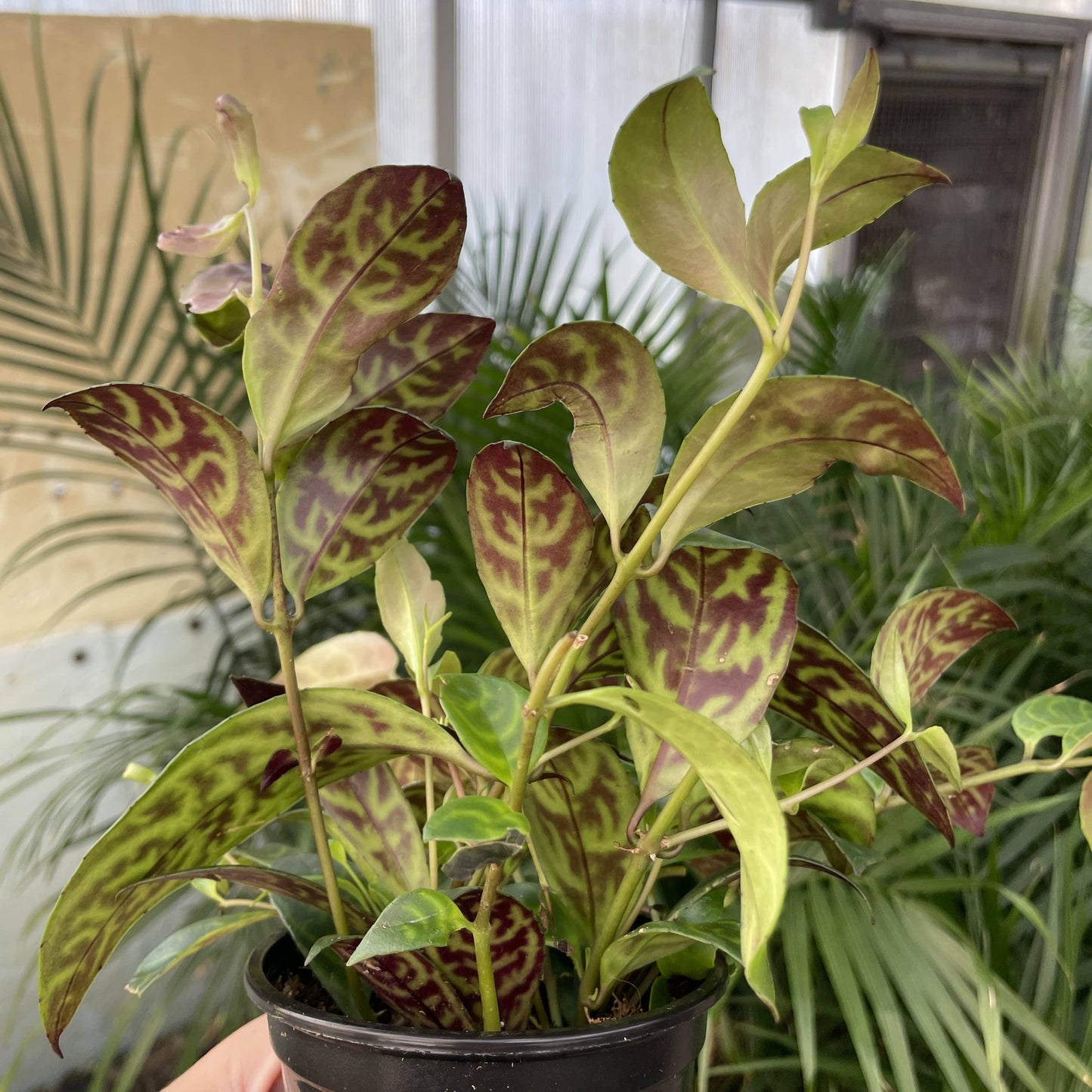 Lipstick 'Black Pagoda' Plant