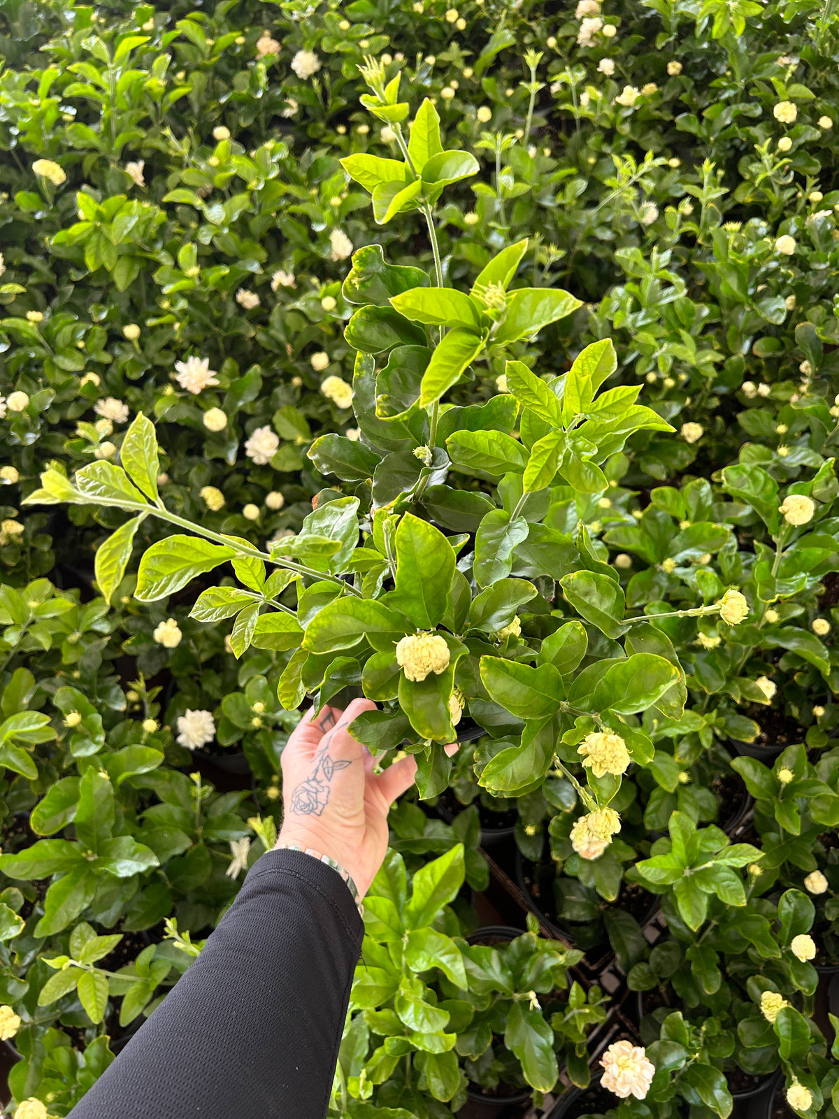 6" Jasmine sambac 'Grand Duke of Tuscany'