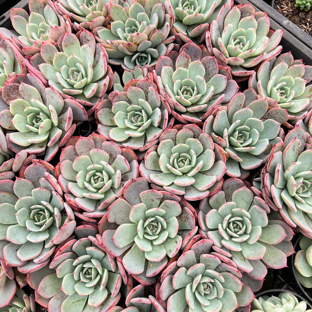 Echeveria laulensis