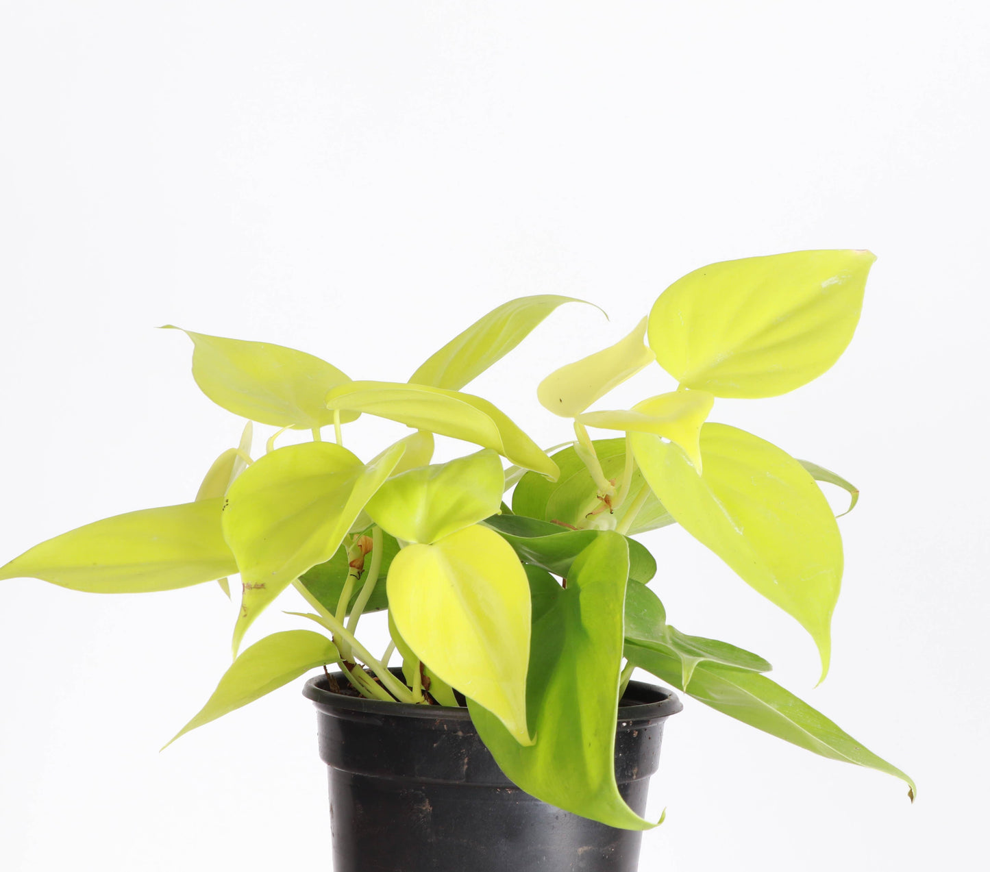 Lemon Lime heart leaf Philodendron