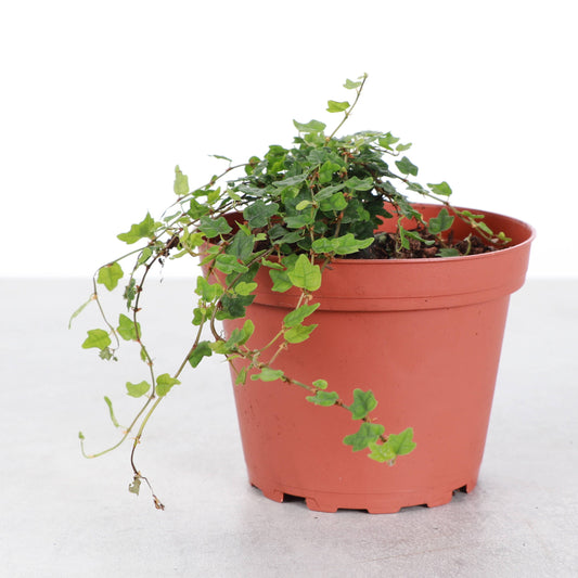 String of Frogs Plant - Creeping Fig