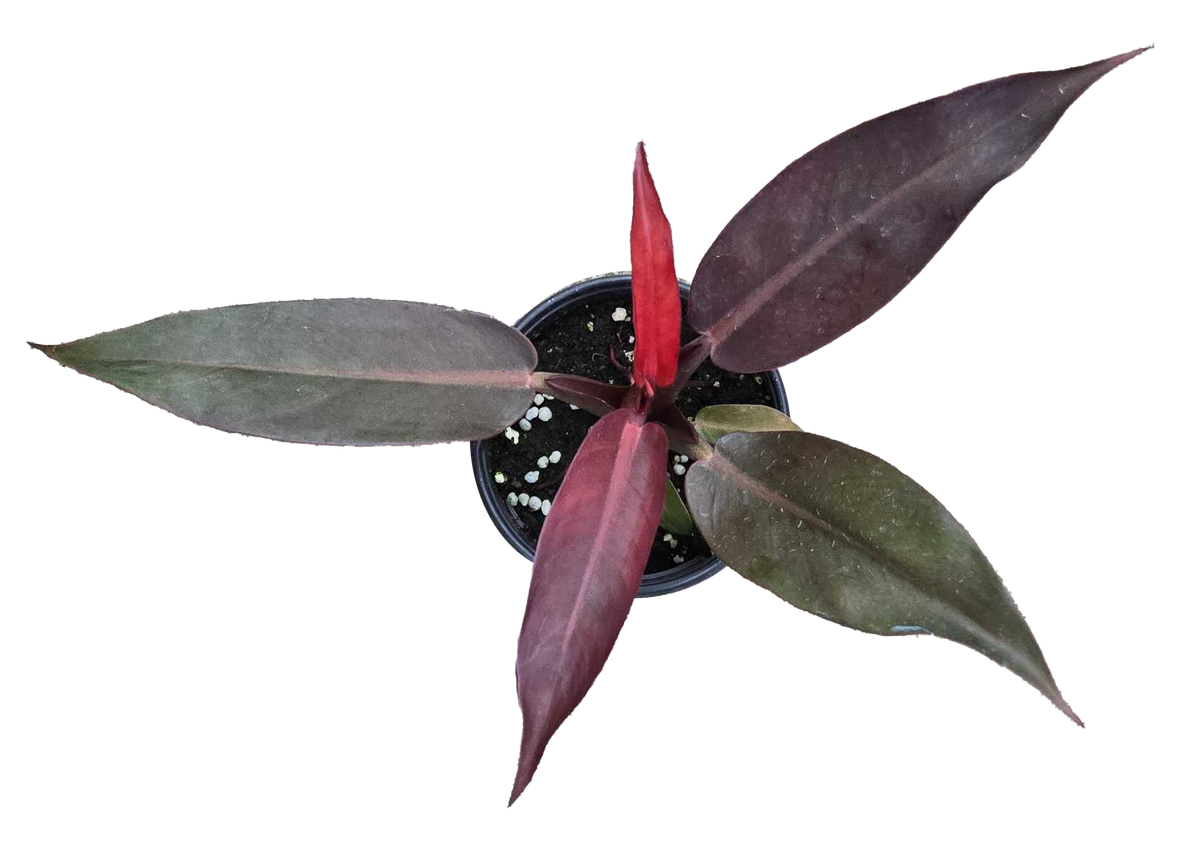 Philodendron Red Sun