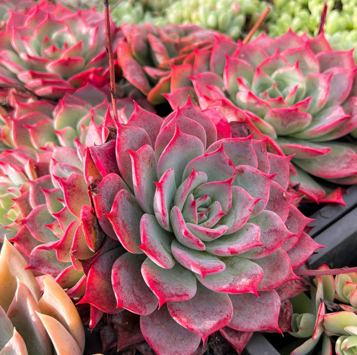 Echeveria laulensis