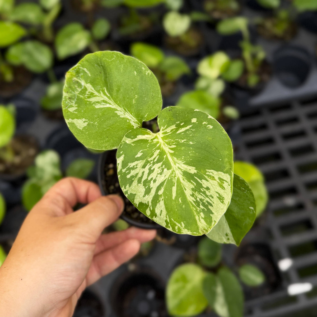 Monstera Bulbasaur- 4" Live Plant