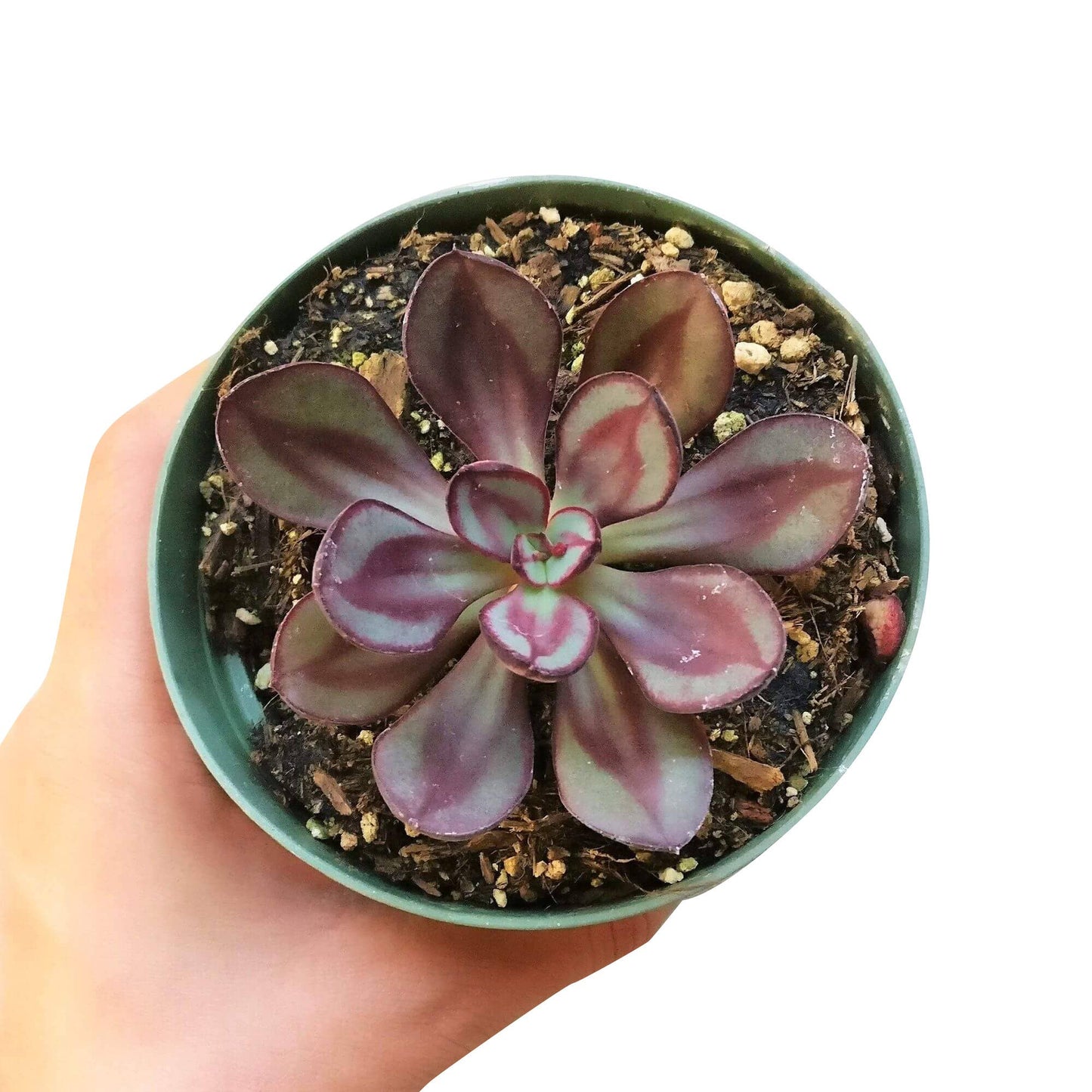 Painted Echeveria Nodulosa