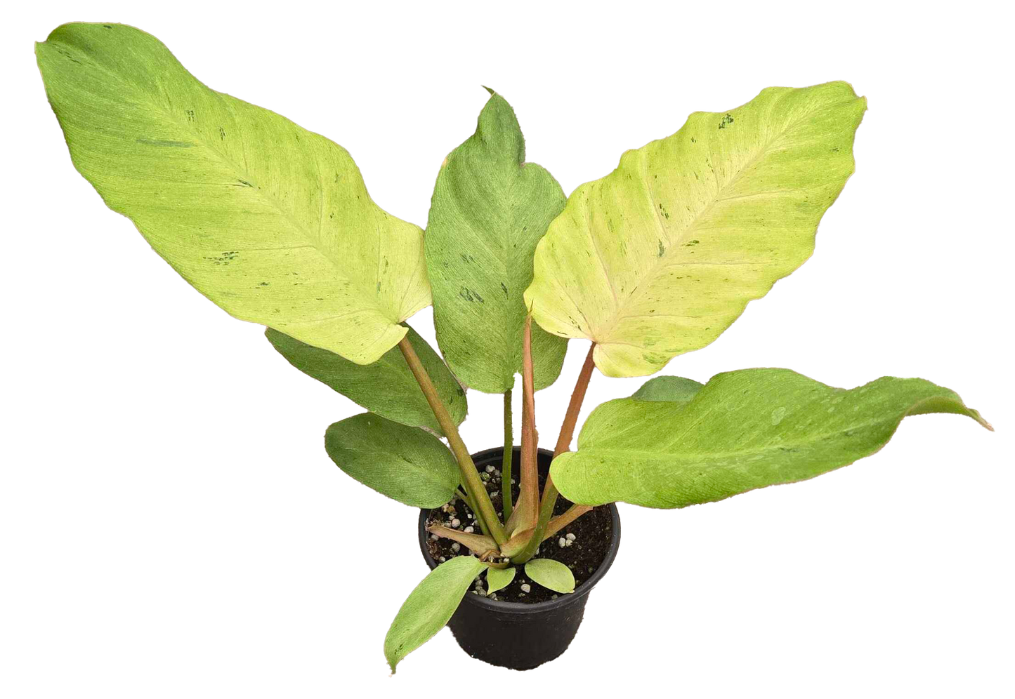 Philodendron Snowdrift