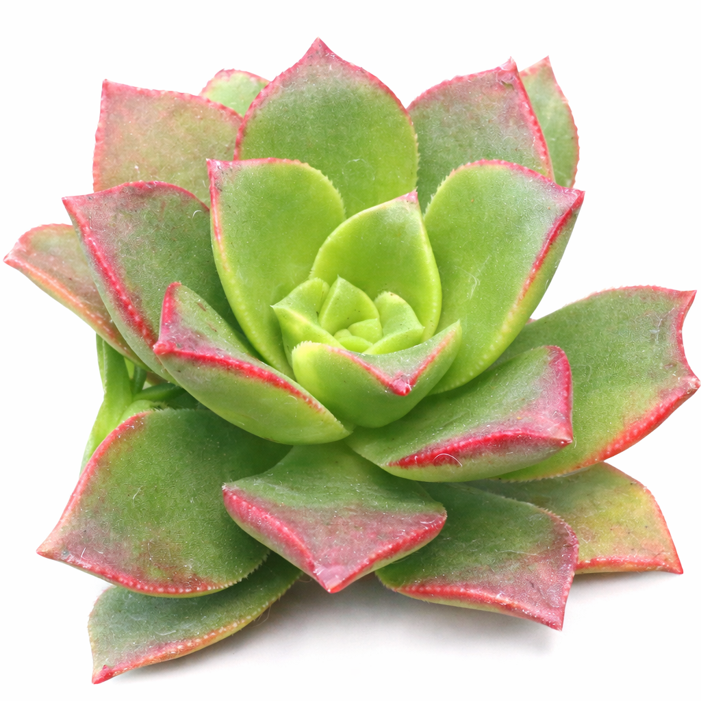 Aeonium lancerottense Rosette