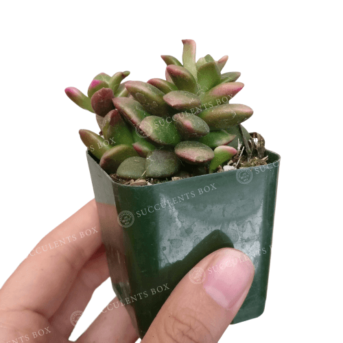 Anacampseros telephiastrum f. variegatum 'Sunrise'