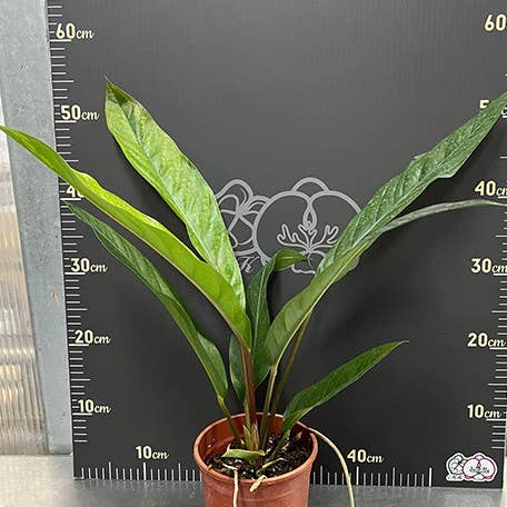 Anthurium hybrid (variegata) variegated