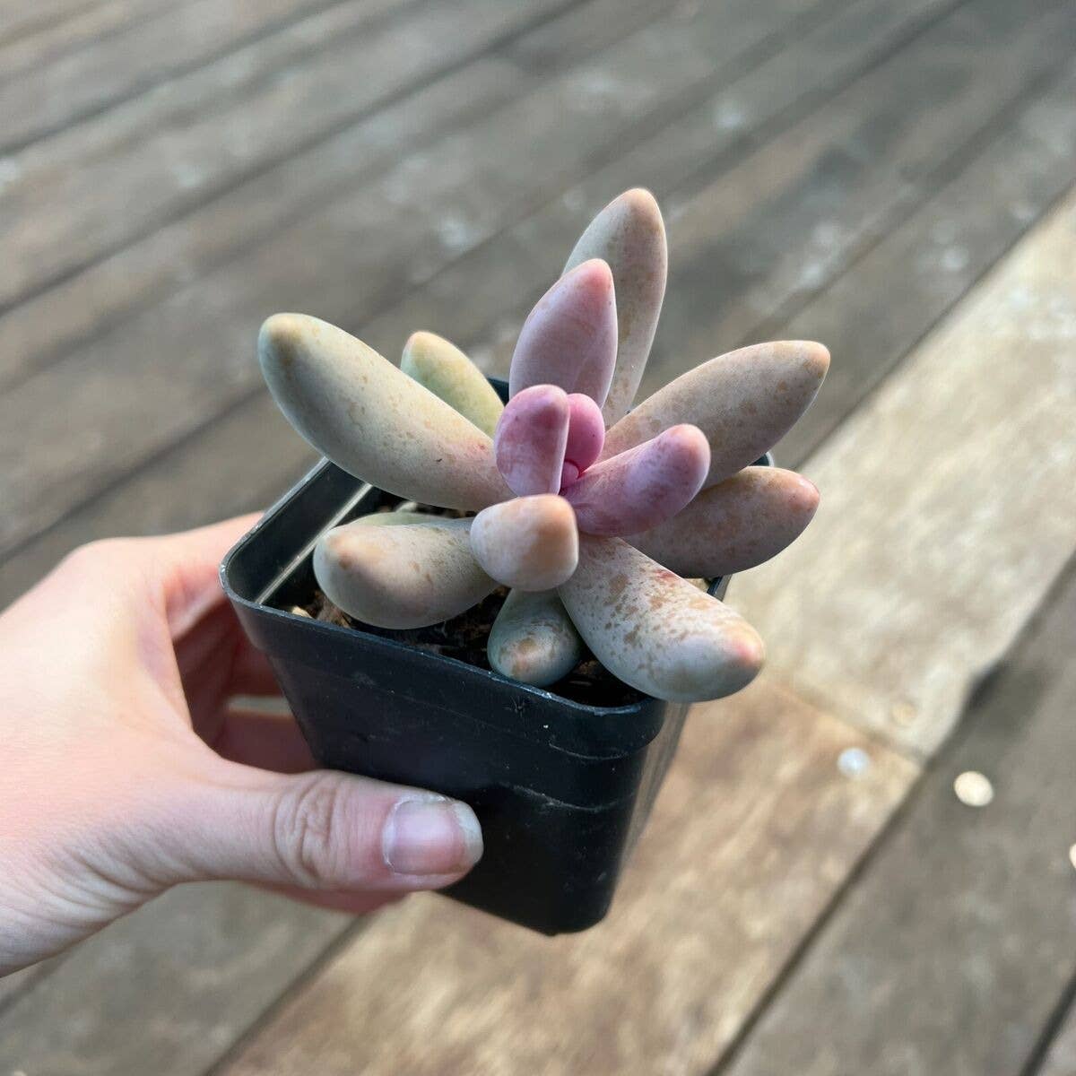 Rare Pachysedum Ganzhou Pink Succulent