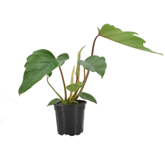 Philodendron Mayoi Hybrid