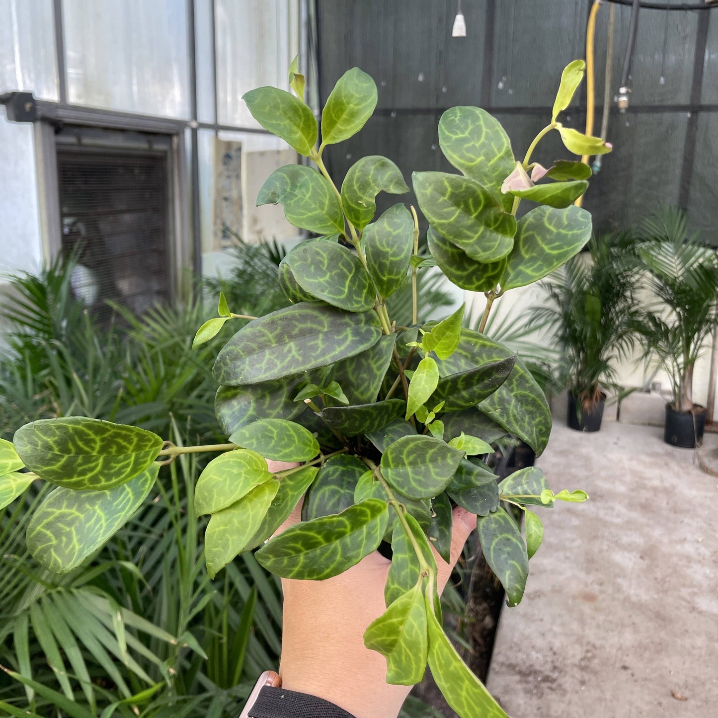 Lipstick 'Black Pagoda' Plant