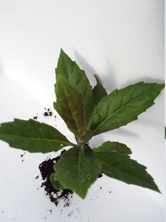 Gynura Bicolor Okinawan Spinach