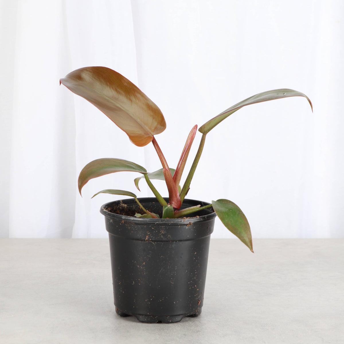 Philodendron Sayaka