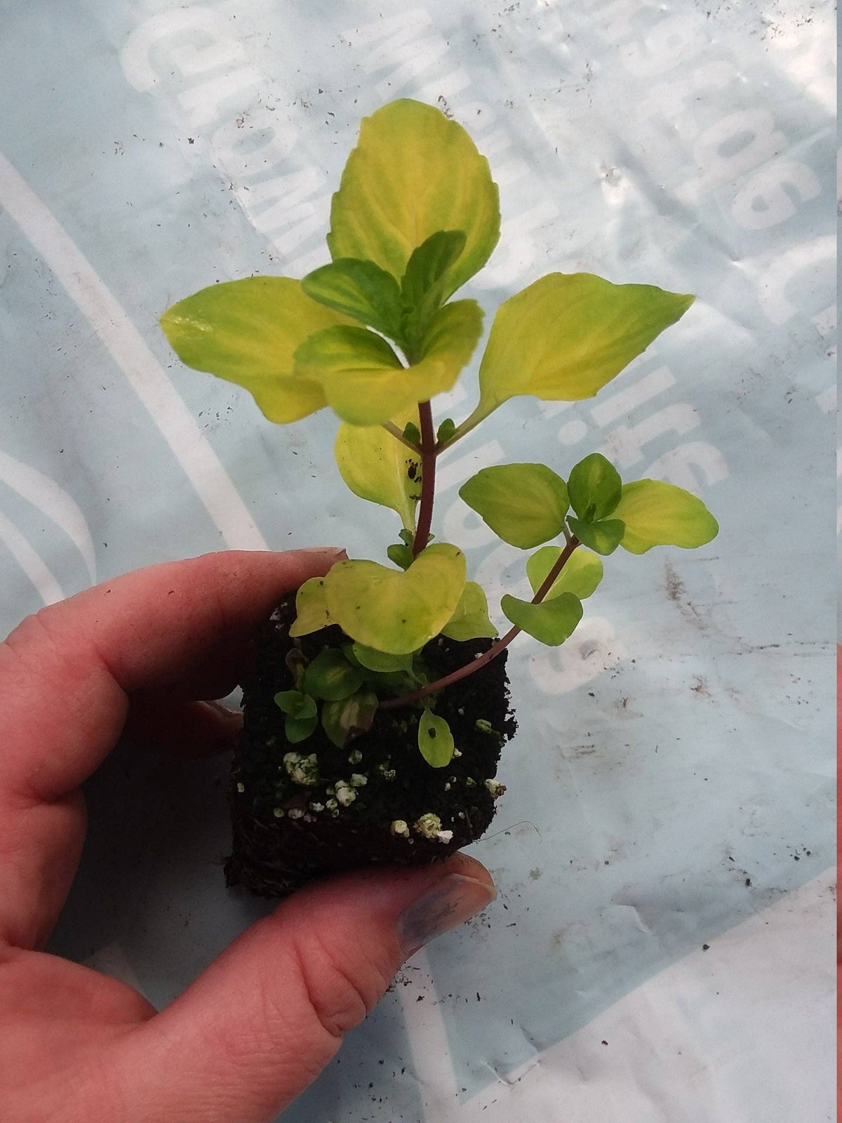 Variegated Ginger Mint