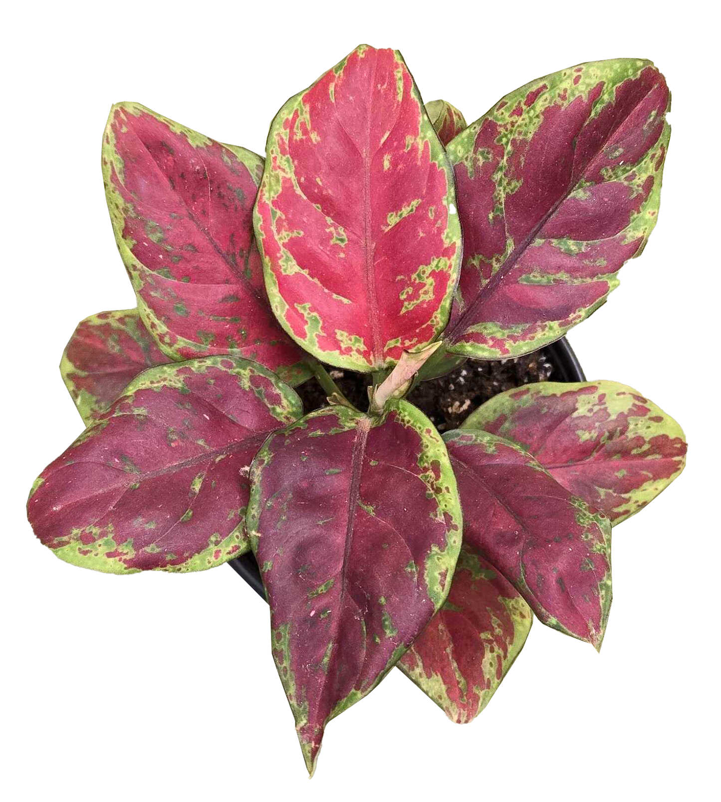 Aglaonema Black Maroon