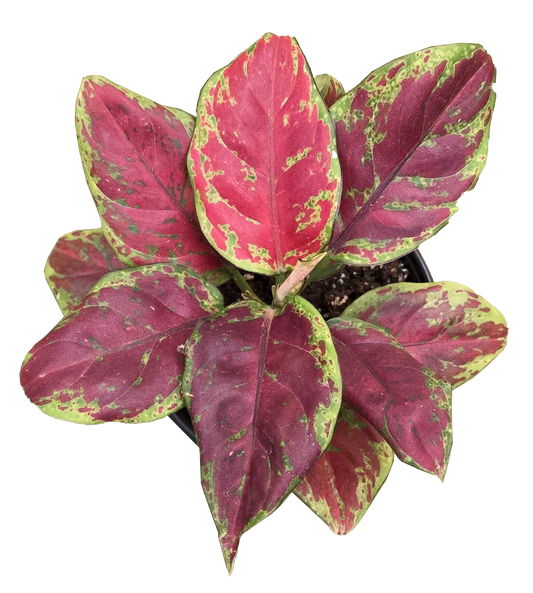 Aglaonema Black Maroon