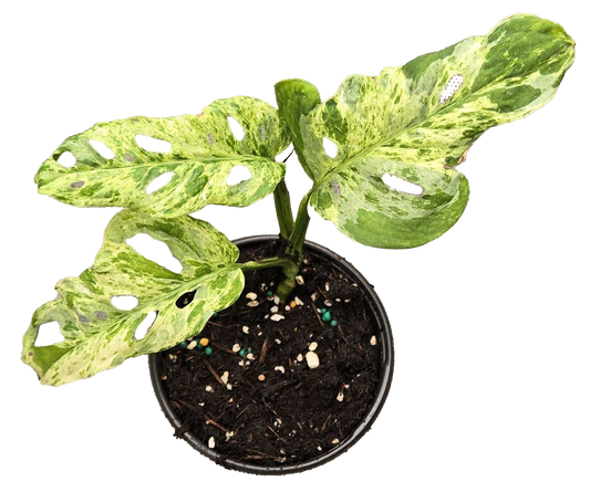 Monstera Adansonii Mottled