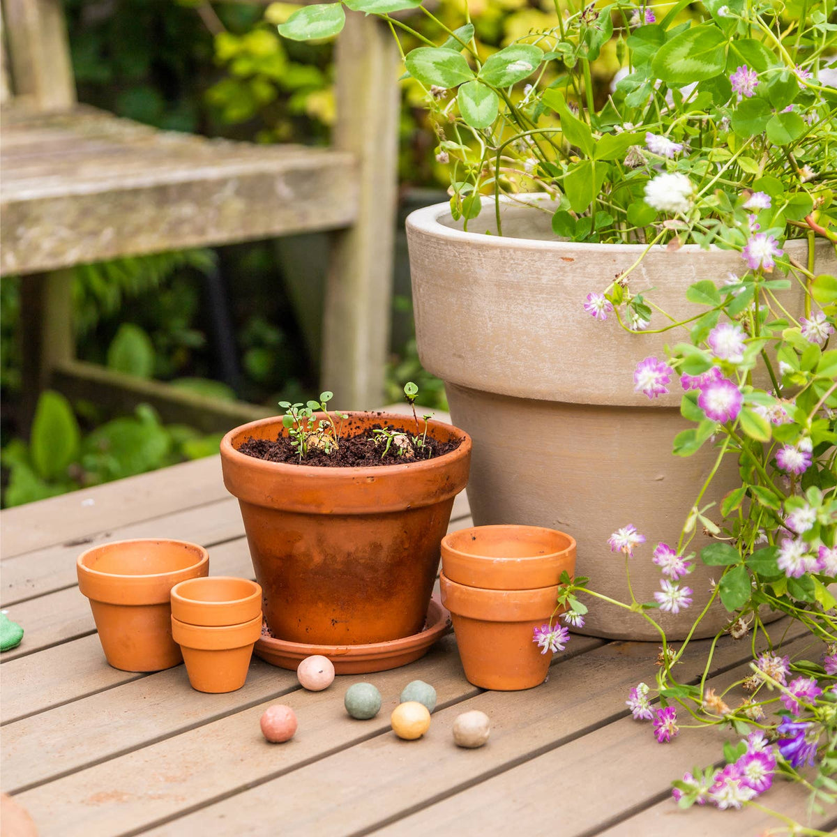 Mini Wildflower Seed Box | Seed Bombs | Pollinator Mix