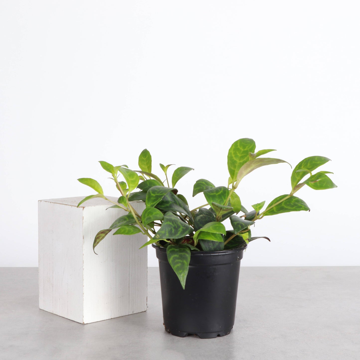 Lipstick 'Black Pagoda' Plant