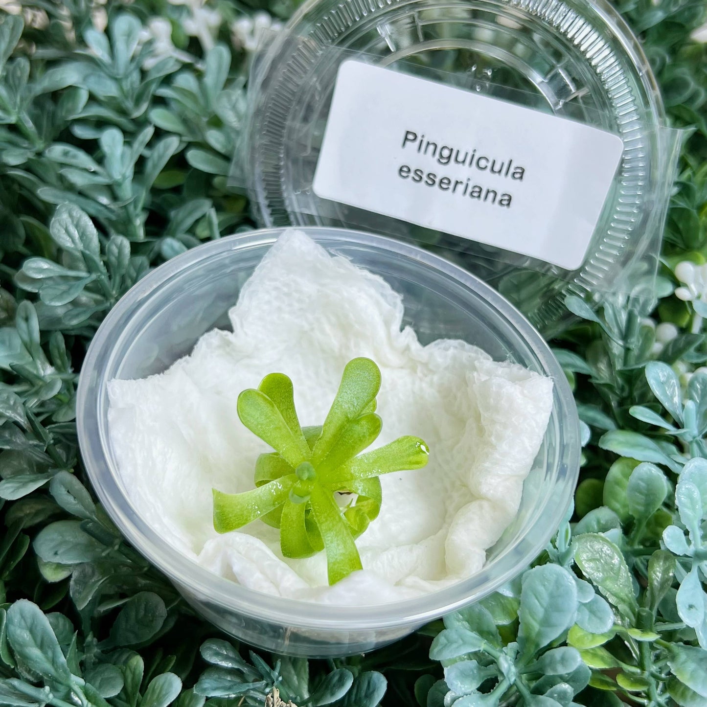 Pinguicula esseriana – Mexican Butterwort (Plant Only)