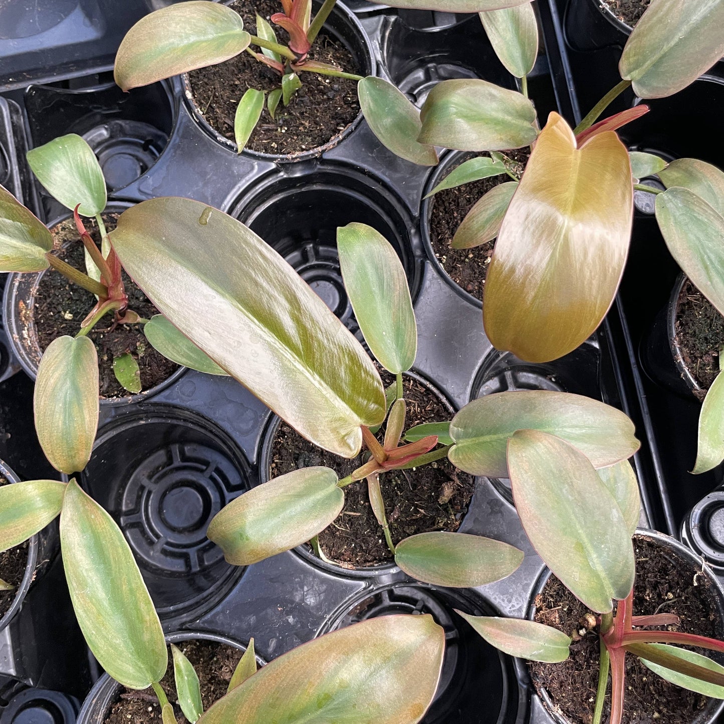 Philodendron Sayaka