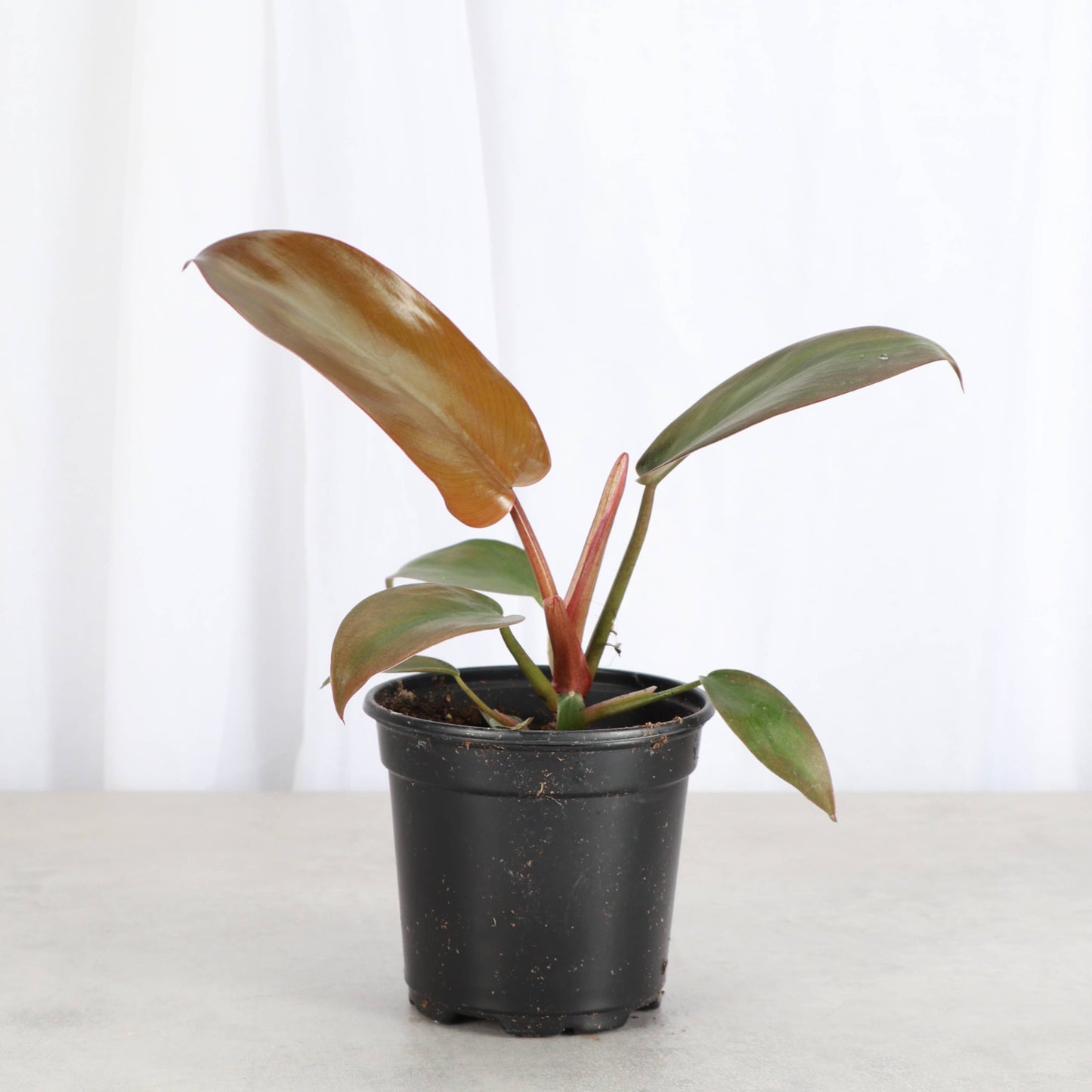 Philodendron Sayaka