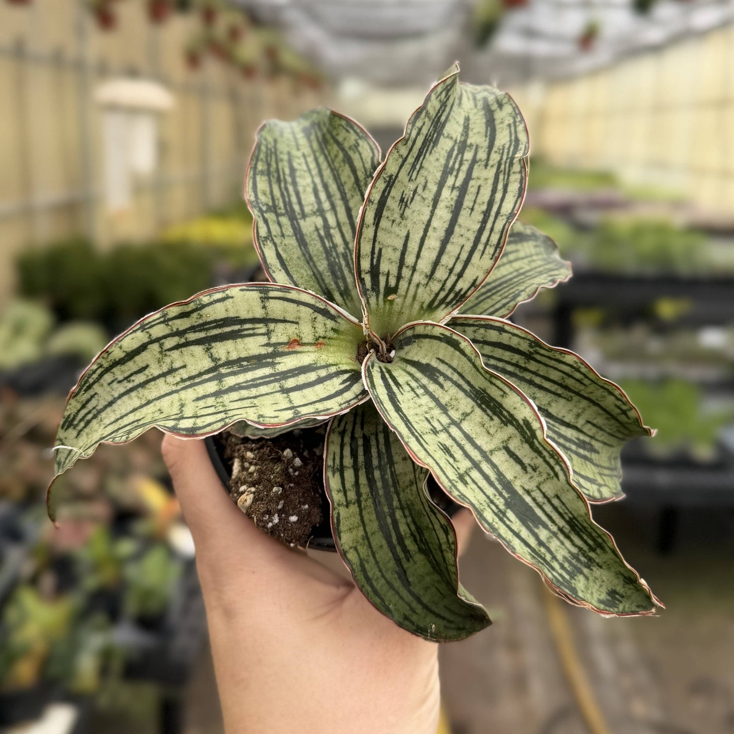 Cleopatra Snake Plant