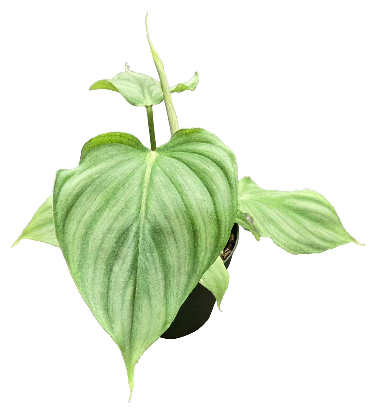 Philodendron Pastazanum x Plowmanii