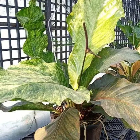 Anthurium hybrid (variegata)