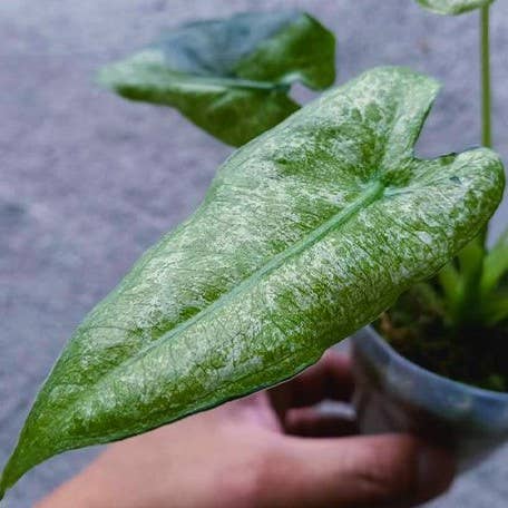 Alocasia micholitziana Variegated 'Mint'