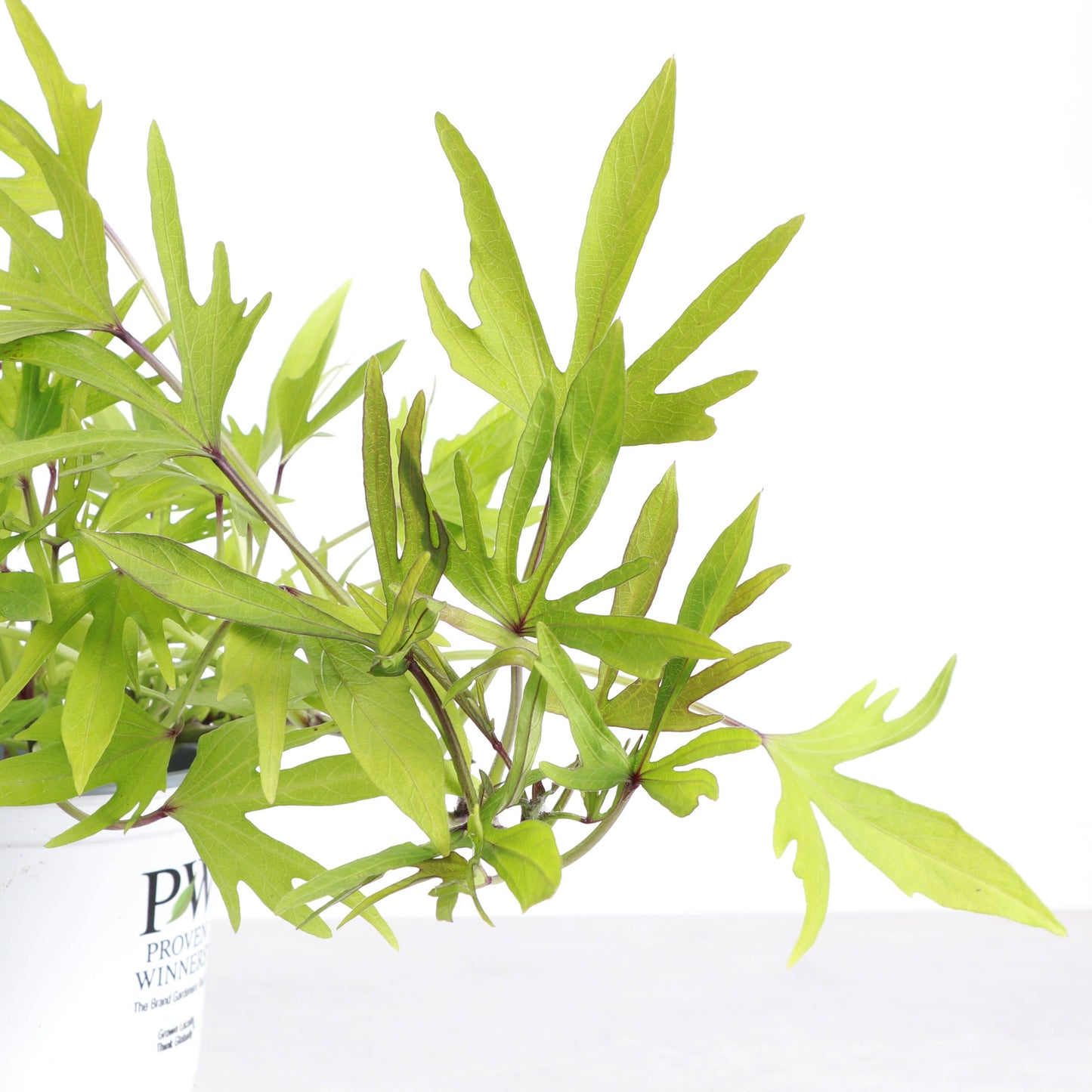 Medusa Lime Sweet Potato Vine
