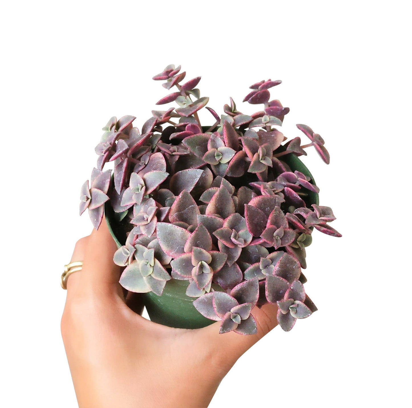 Calico Kitten Crassula pellucida f. variegata