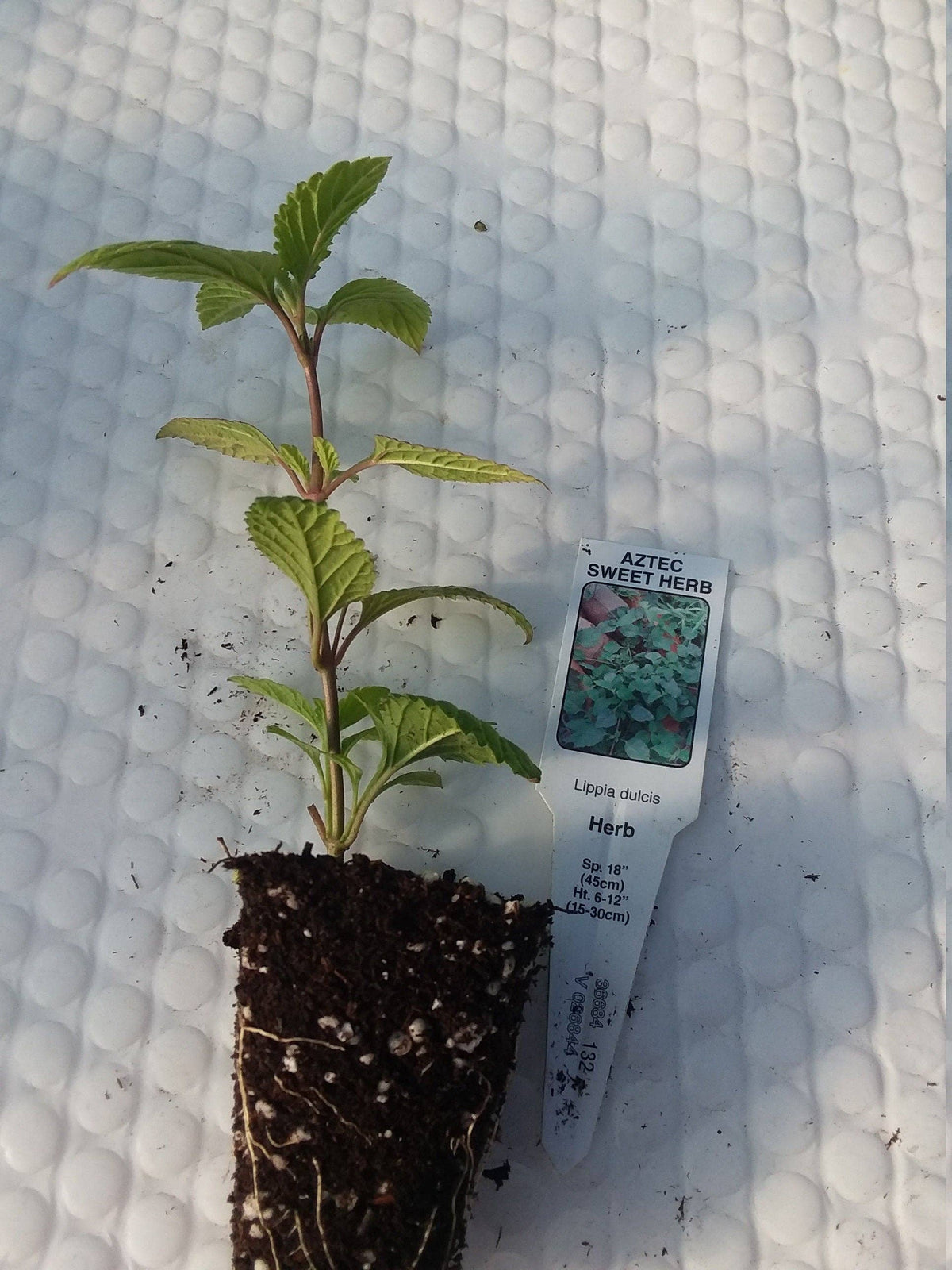 Aztec Sweet Herb Lippia Dulcis Plant