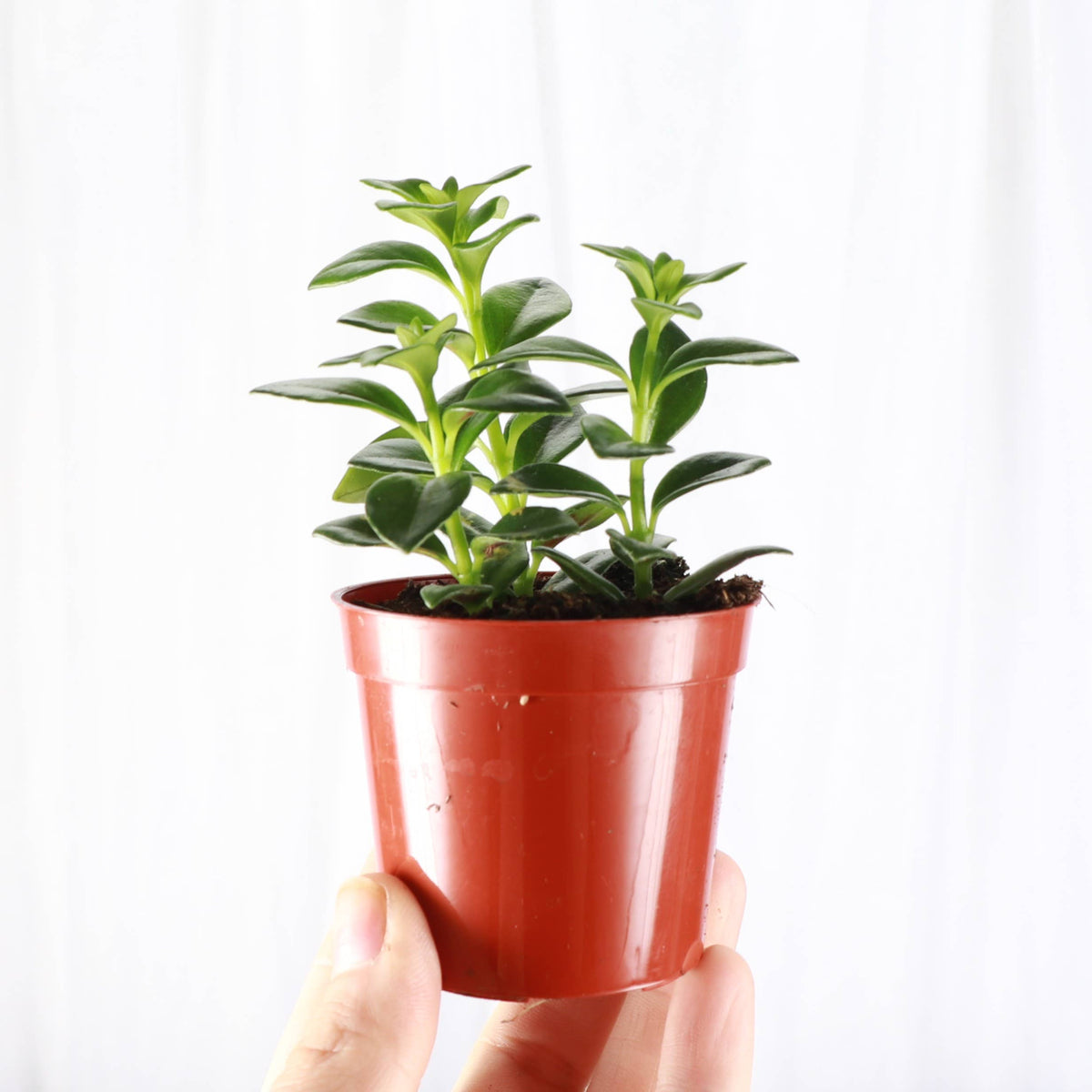 Goldfish Plant