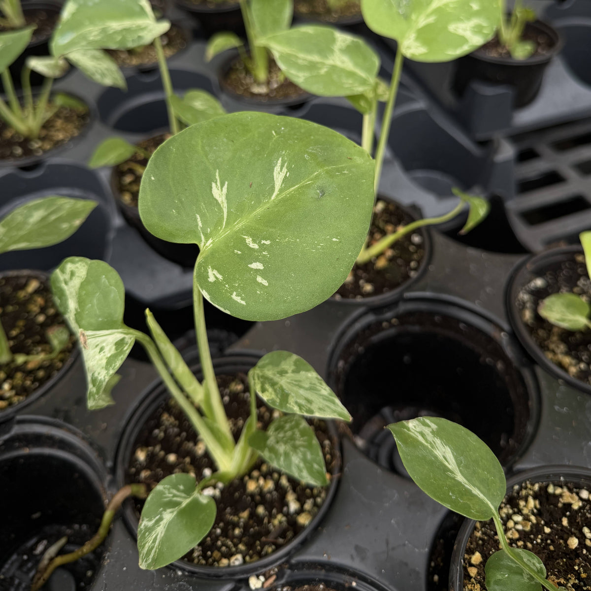 Monstera Bulbasaur- 4" Live Plant