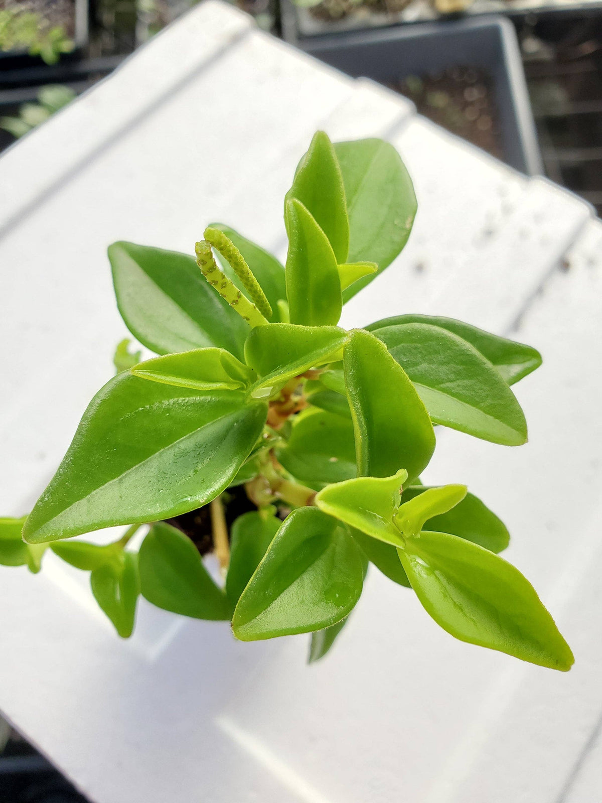 Peperomia Trinervula