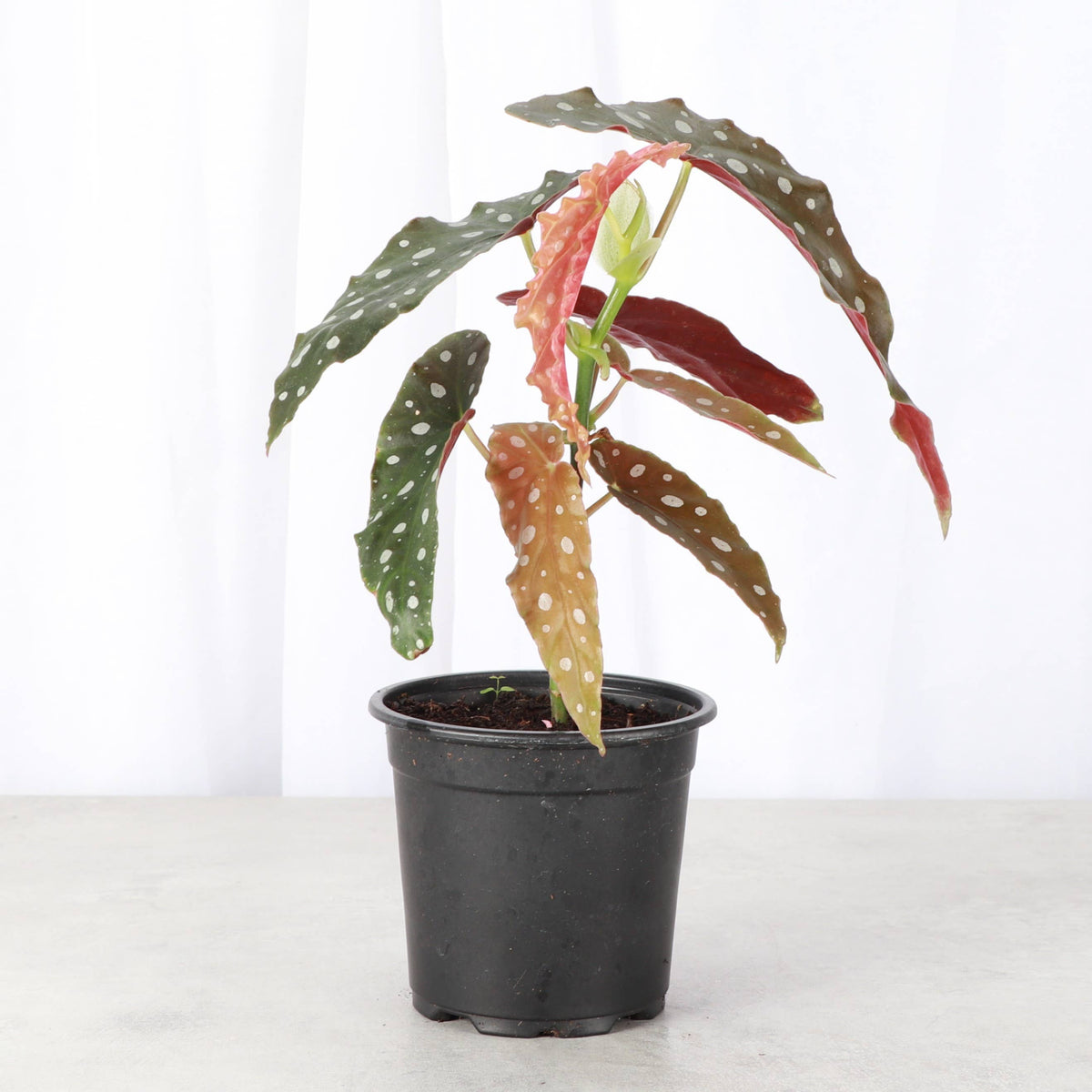 Begonia Maculata - Polka Dot Plant