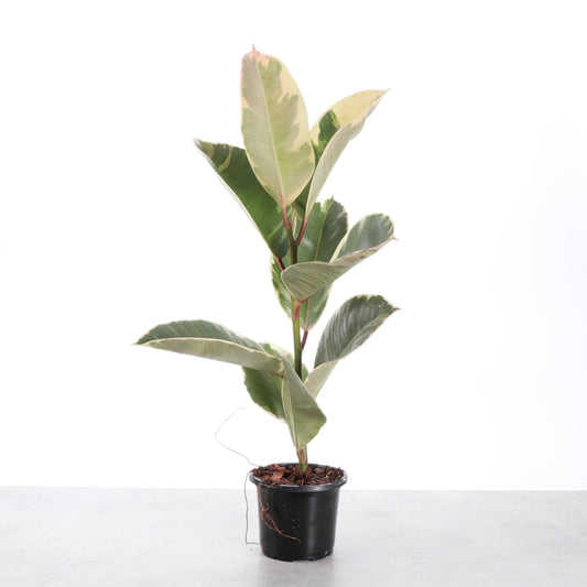 Tineke Rubber Plant