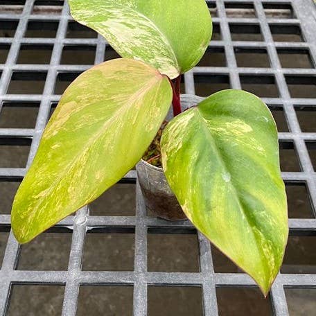 Philodendron Strawberry Shake variegated