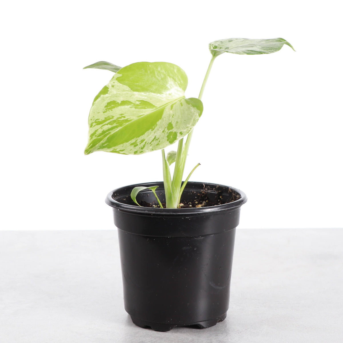 Monstera Bulbasaur- 4" Live Plant