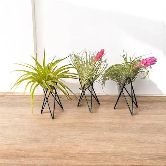 Geometric Air Plant Stand with live air plant