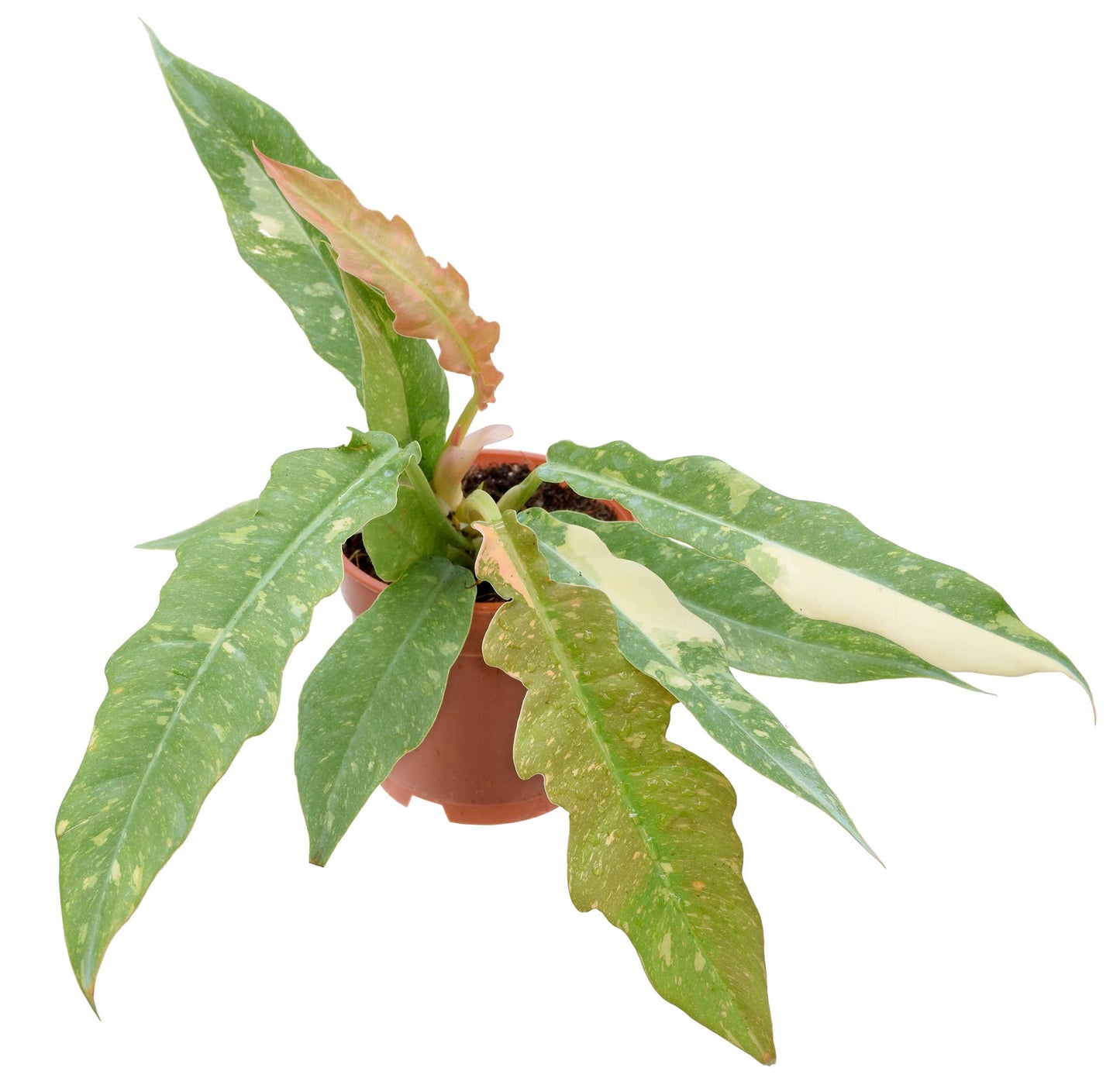 Philodendron Ring of Fire