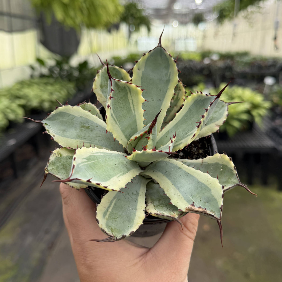 Agave Titanota Ice Queen - 4" Live Plant