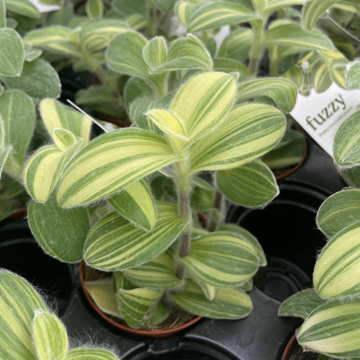 Tradescantia Fuzzy Velvet Stripe