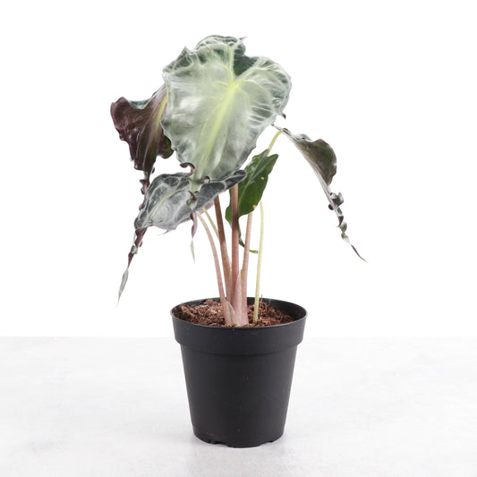 Alocasia Venom