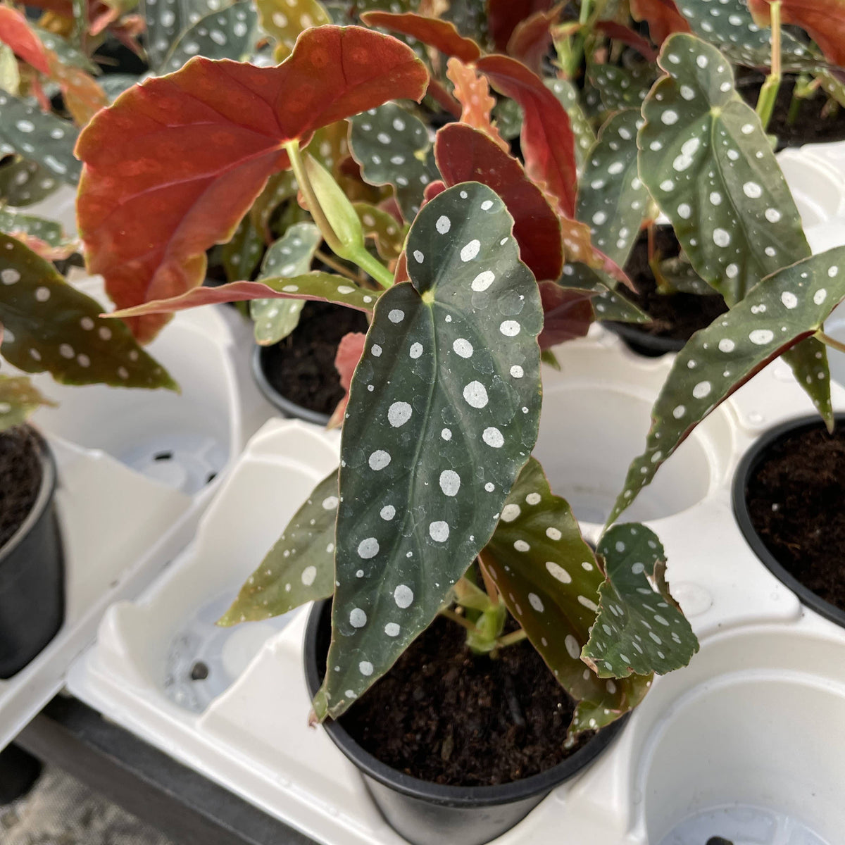Begonia Maculata - Polka Dot Plant