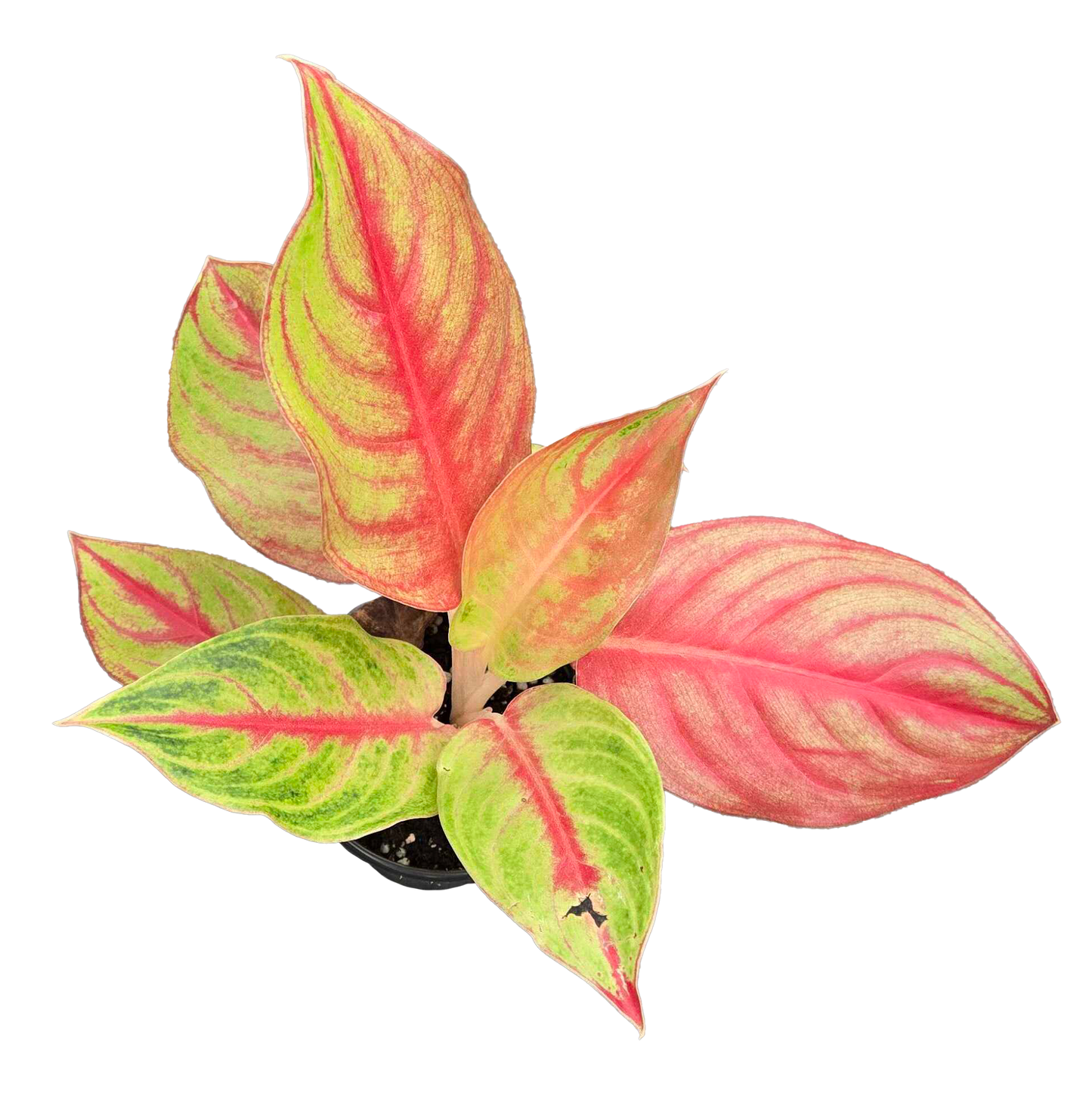 Aglaonema Andini
