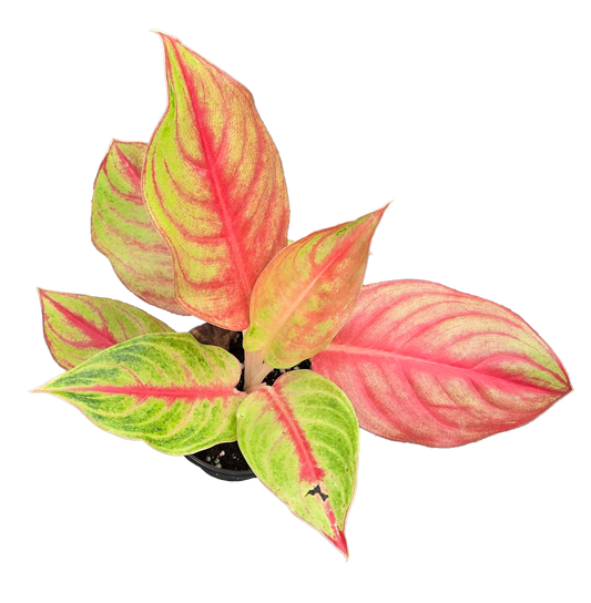 Aglaonema Andini