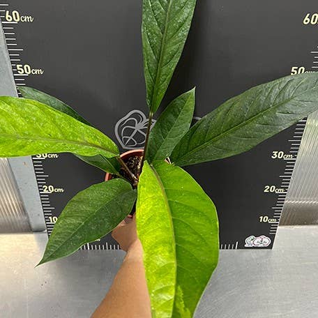 Anthurium hybrid (variegata) variegated
